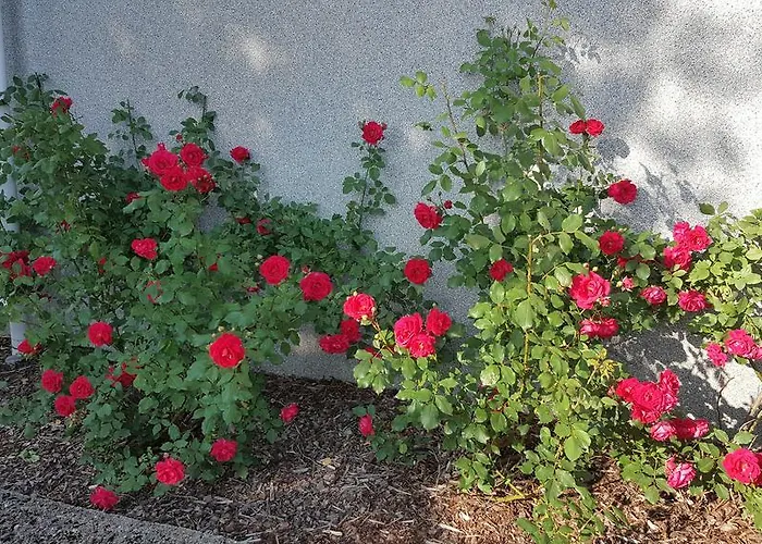 招待所 菲利西玛雅酒店 维尔扬迪